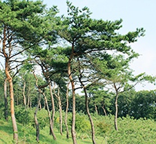 자연장지